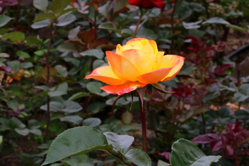 Flowers garden fresh medium