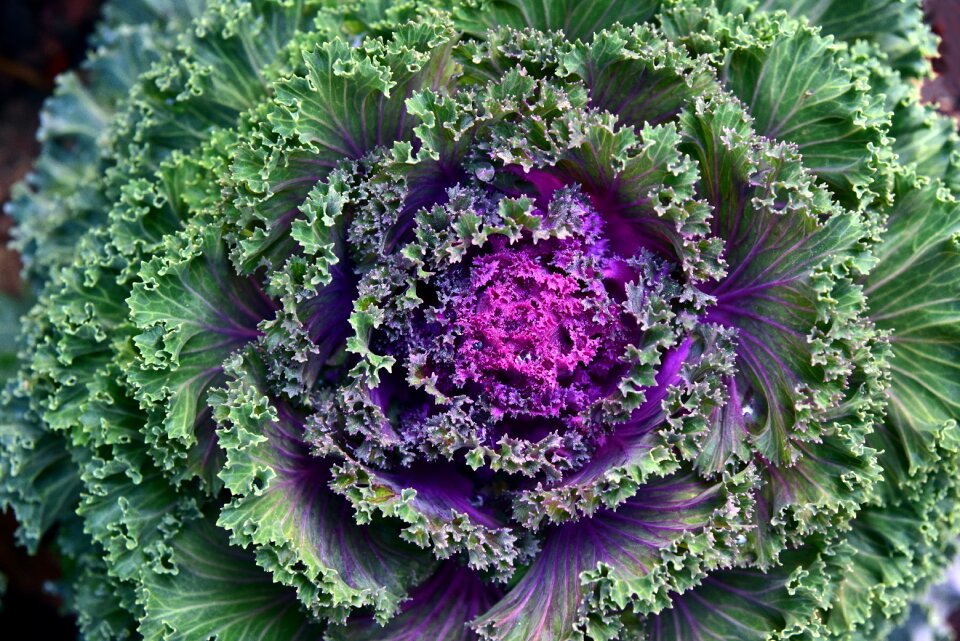 Kraus leaves cabbage green