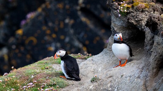 Puffin nature wildlife