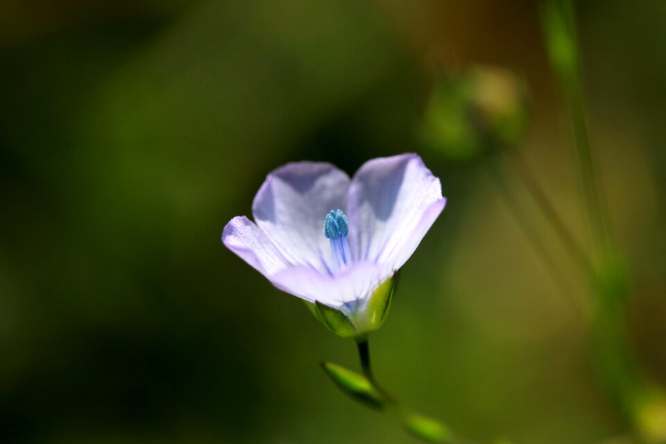 Nature plant nice