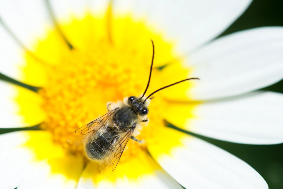 White macro insect