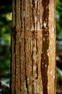 Bangalow palm rain brown