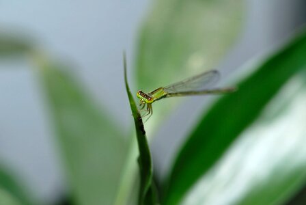 Herb nature green photo