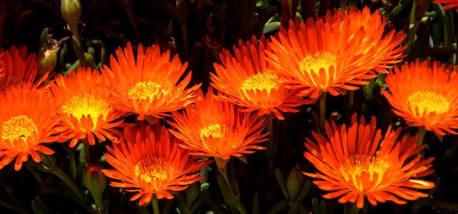Succulent pigface garden