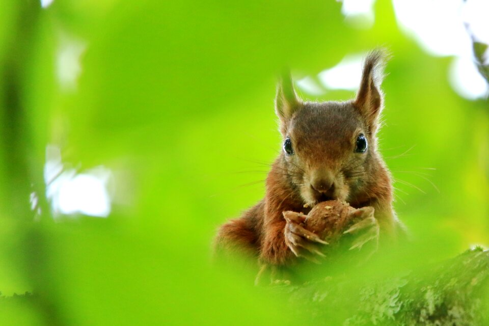 Walnut tree green