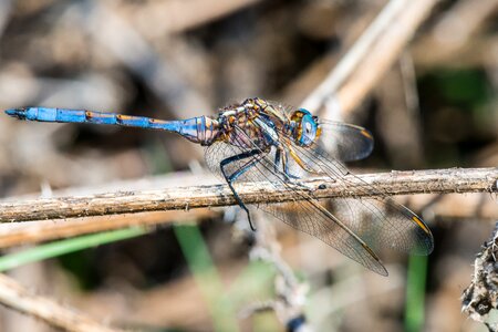 Insect wildlife stem