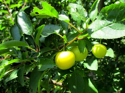 Nature summer leaves