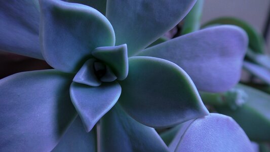 Nature garden macro