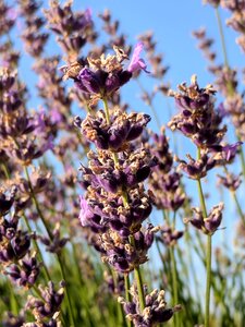 Plant aromatherapy herbs
