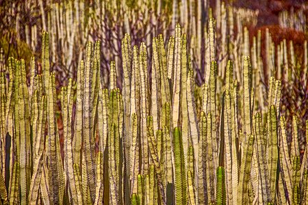 Prickly columnar cacti thorns photo