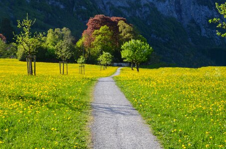 Hiking meadow relaxation