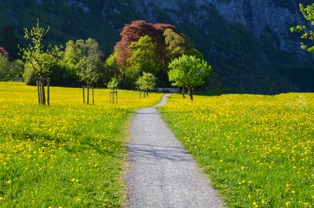 Hiking meadow relaxation photo