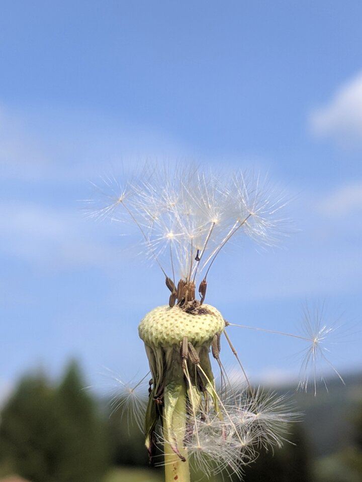 Close up seeds plant