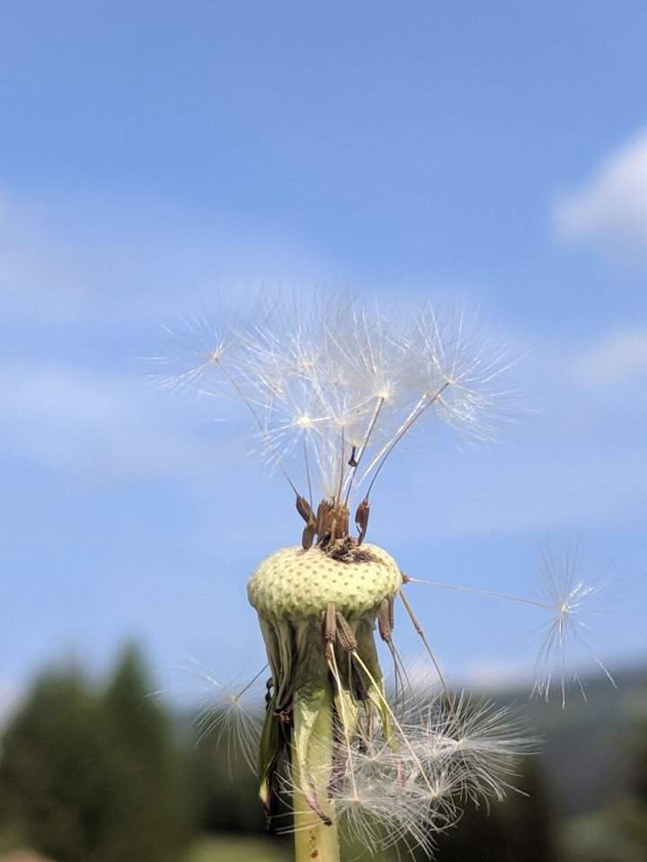 Close up seeds plant photo