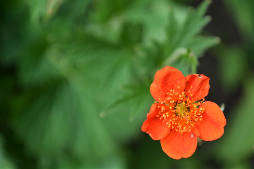 Orange blossom flower orange flowers