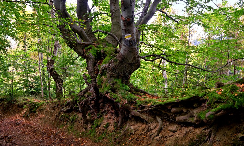 Forest the bark age