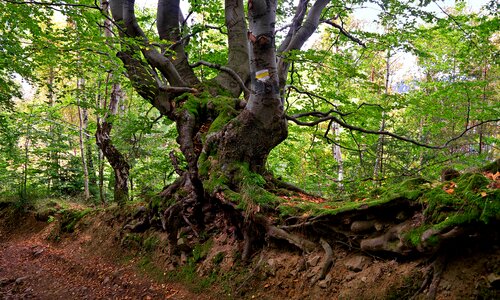 Forest the bark age