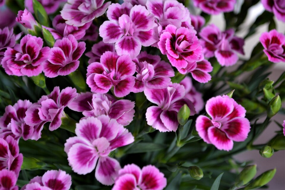 Blossom bloom nature