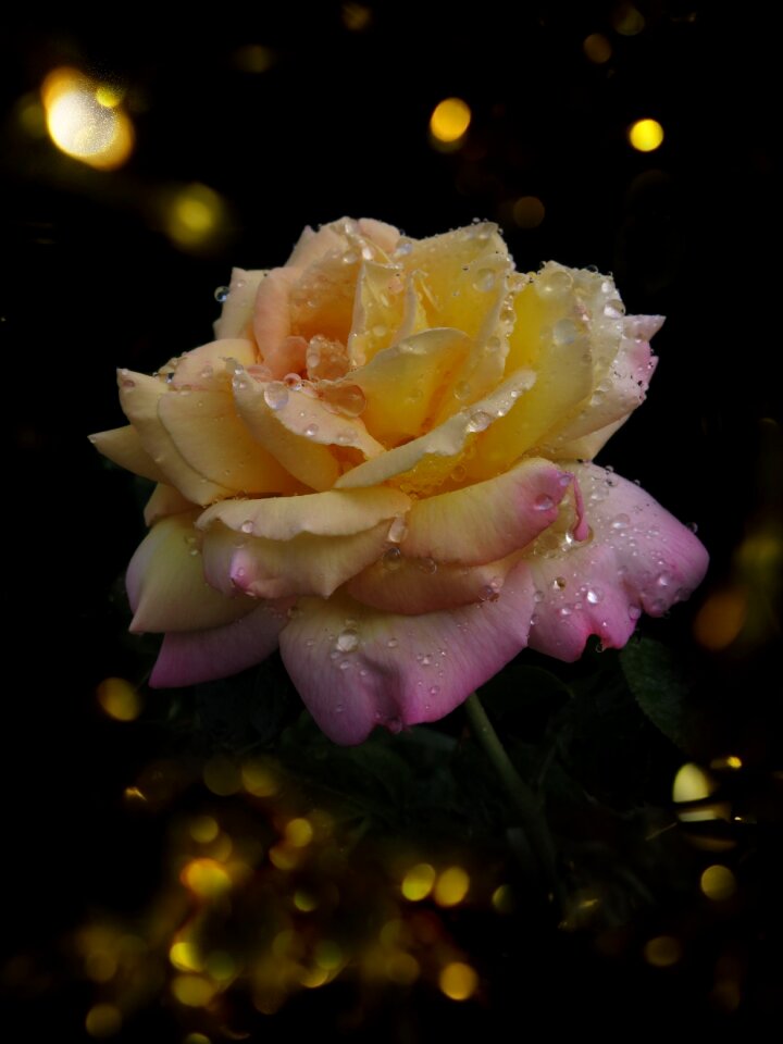 Flower sparkle drop of water
