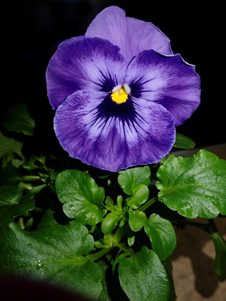 Plant spring garden