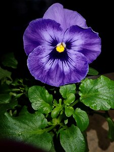 Plant spring garden
