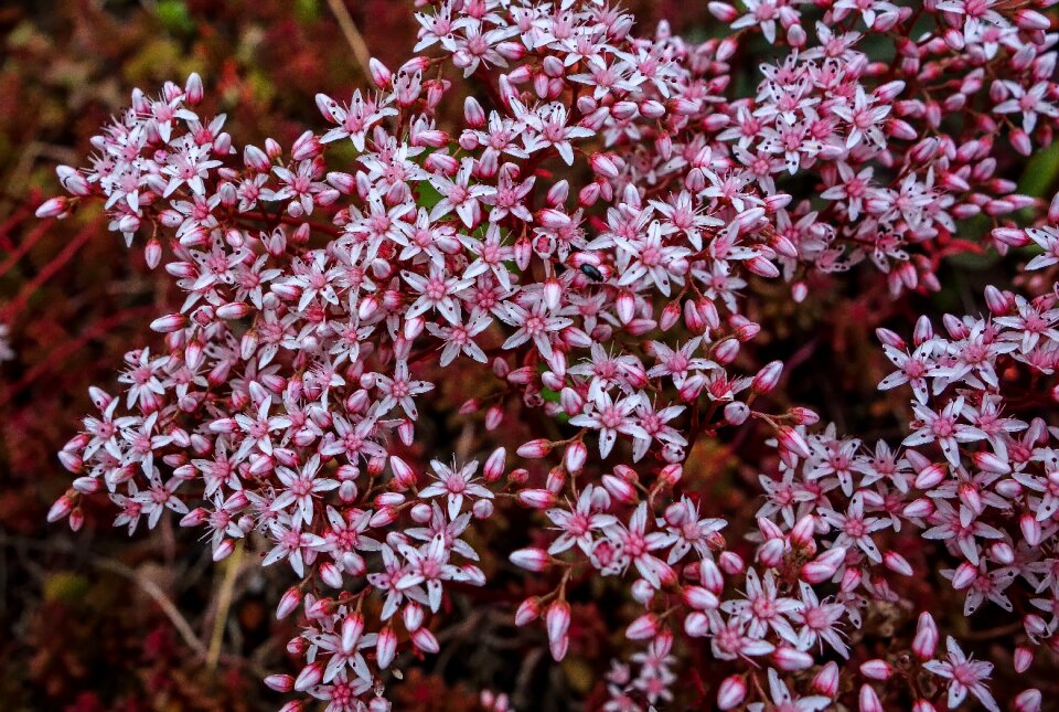 Stonecrop nature plant