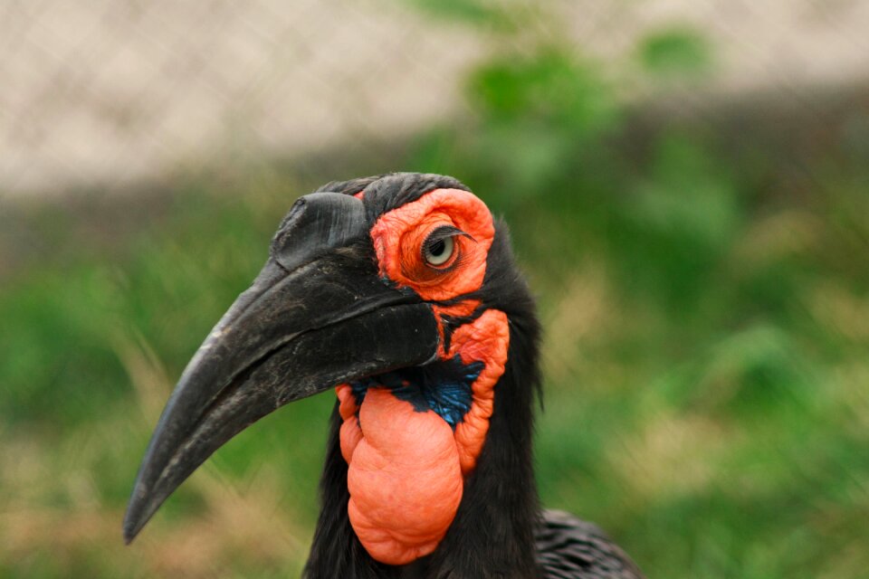 Portrait nature wild world