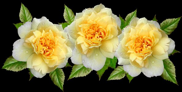 Romantic garden nature
