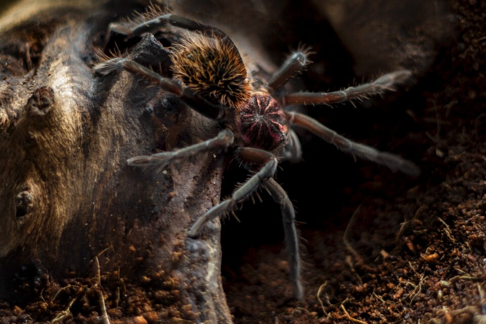 Spider bird spider columbian