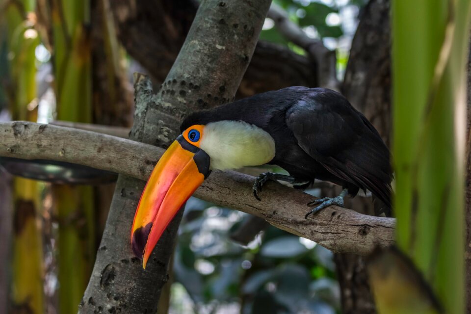 Bird color beak photo