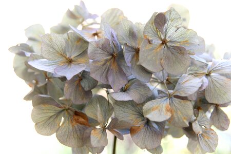 Trockenblume hydrangea dried