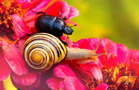 Molluscs flower animals