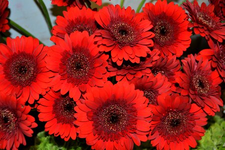 Close up nature red flowers photo