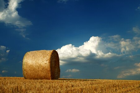 Harvest hay field