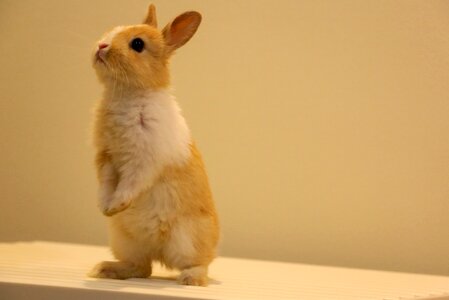 Rabbit animal upright