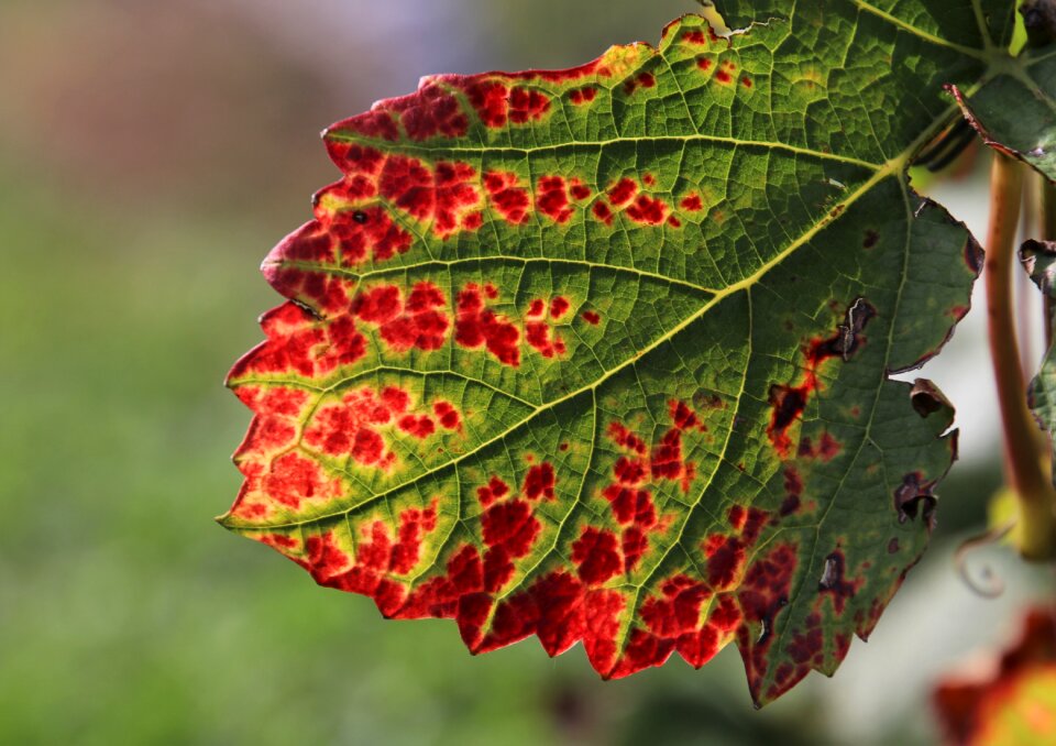 Plant in the fall sunny