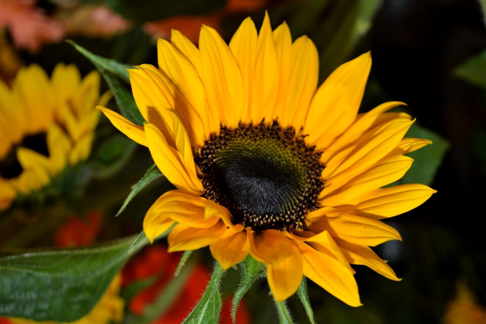 Summer yellow plant photo