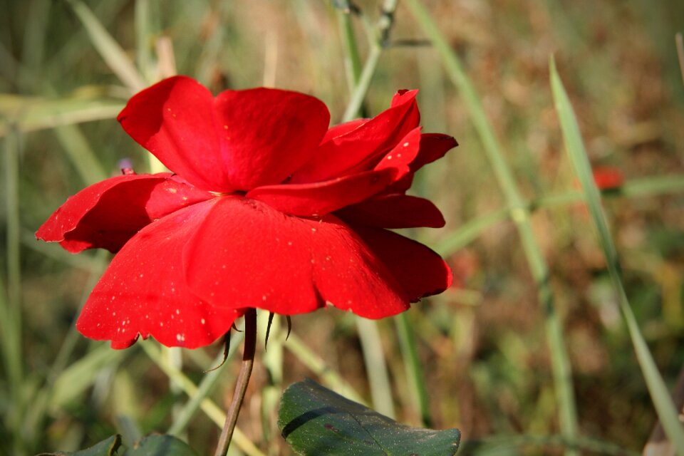 Bloom petals rose bloom