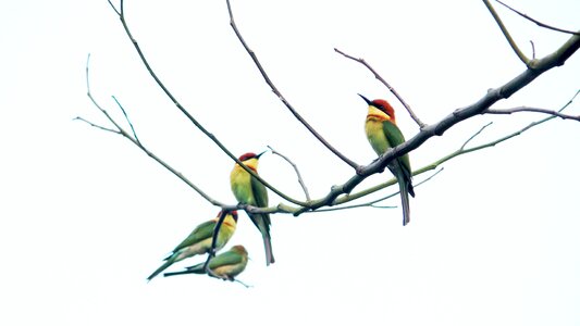 Avian branch perched photo