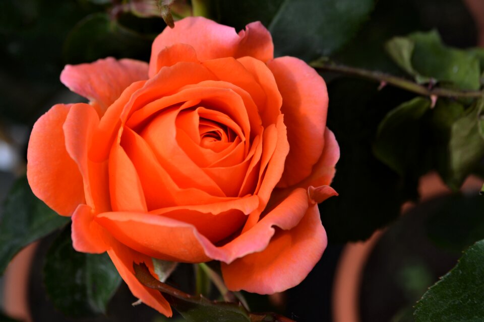 Bloom flower orange rose