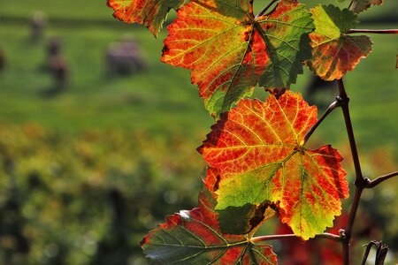 Vineyard oct grape