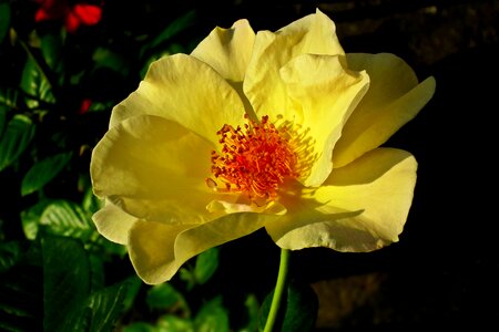 Garden summer the petals