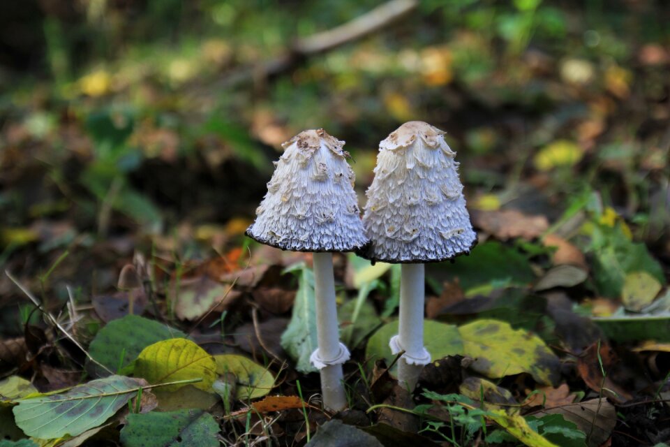 Mushrooms forest nature
