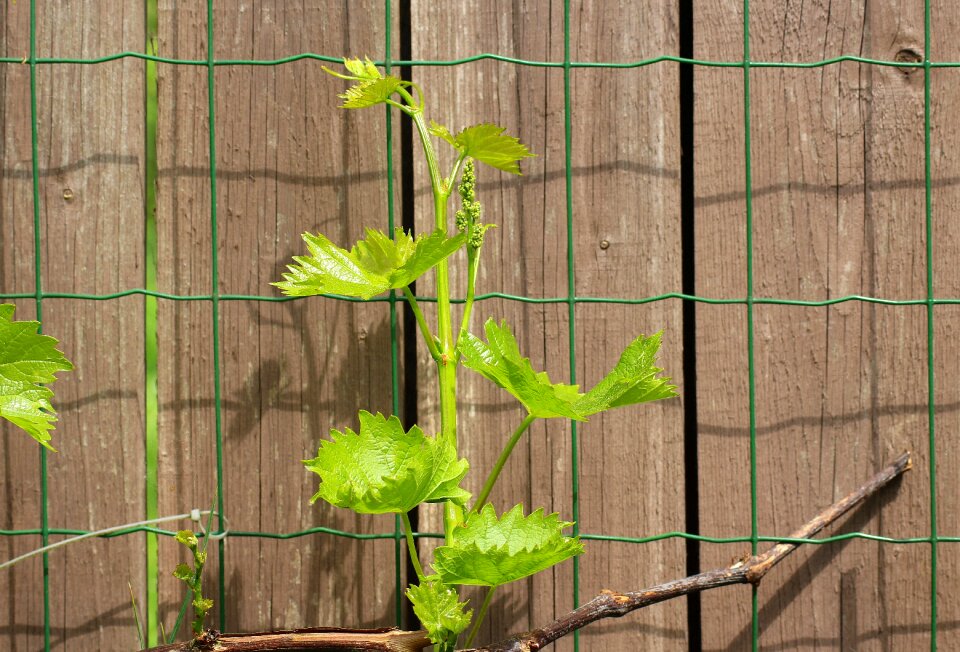 Young leaves the grain fruit