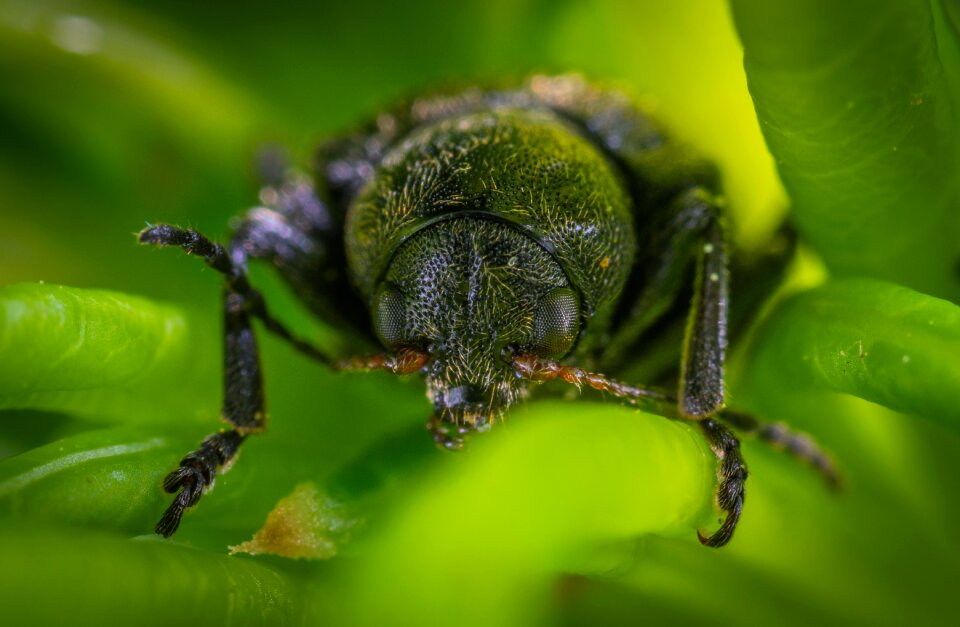 Macro beetle insect