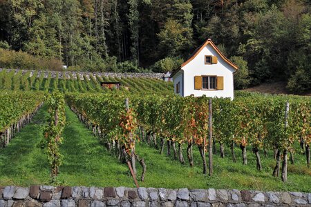 Grape the cultivation of rebhaus