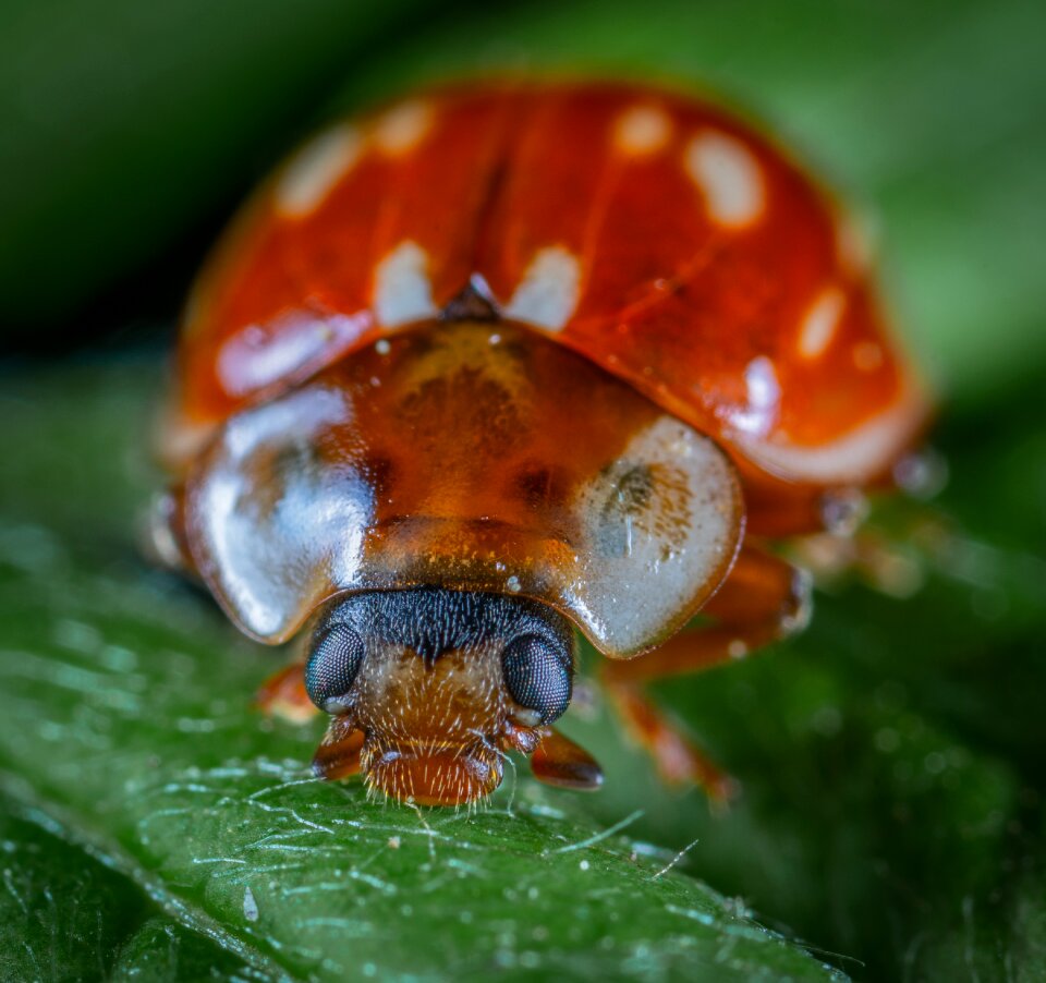 Macro beetle insect