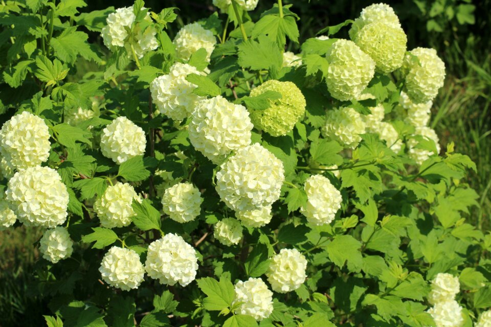 Plant nature spring