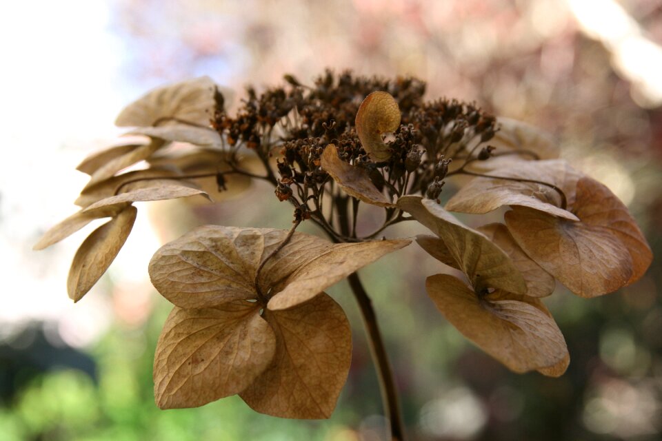 Trockenblume faded dried