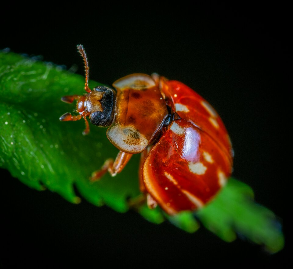 Macro insect beetle